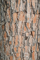 Ecorce de pin