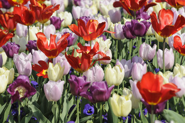 tulpen 18