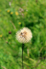 ripe dandelion on the green grass