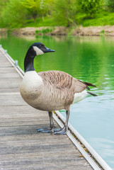 Obraz premium Au bord de l'eau