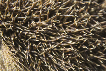 Igel Detail