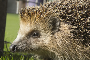 Igel in freier Natur