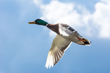 Obraz premium Flying Duck