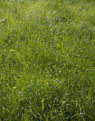 Wiosenne tło © Zbyszek Nowak