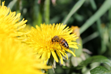 Dandelion