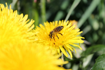 Dandelion