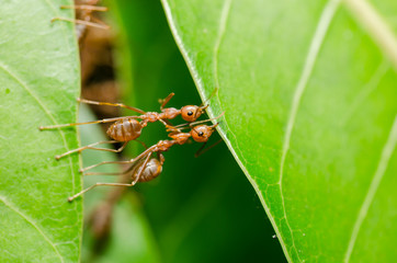 Red ants build home