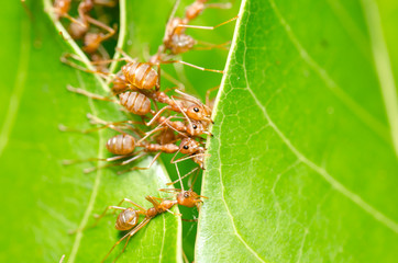 Red ants build home
