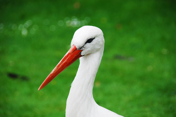 Weißstorch