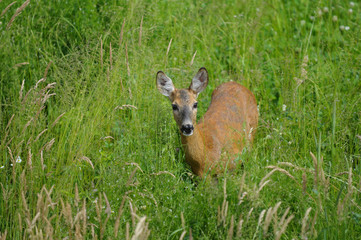 Reh in der Natur