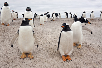 Fototapeta premium Gentoo Penguin Colony - Falkland Islands