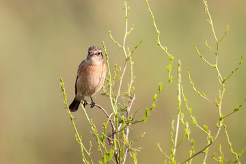 Female African Stonechat in bright colours sitting on grass stem