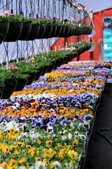 Flats of colorful pansies