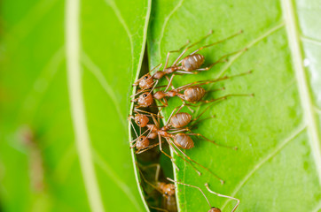 Red ants build home