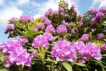 Rhododendron, großer Busch mit lila Blüten, Copyspace