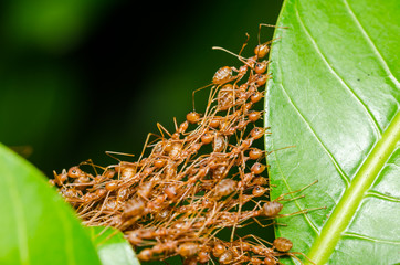 Red ants build home