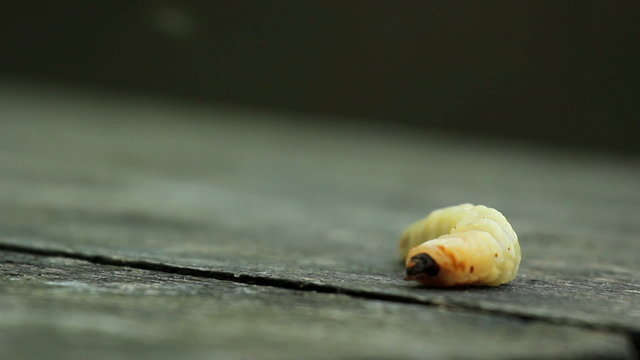 Bark beetle larva.Larvae bark beetle.