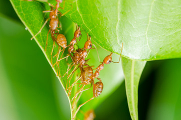 Red ants build home