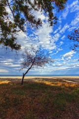 Obraz premium alberi al mare