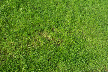 Wiosenne tło © Zbyszek Nowak