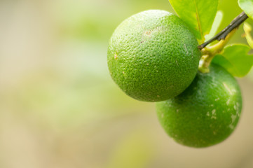 green lemon fruits background.