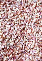 background from many asian garlic in sun light