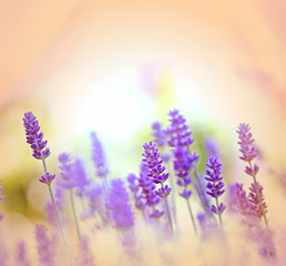 Oh, what a lovely lavender