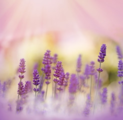 Oh, what a beautiful lavender