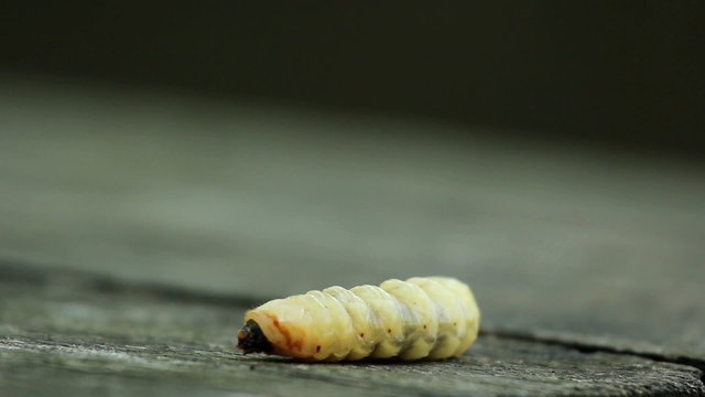 Bark beetle larva.Larvae bark beetle.