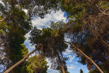 pineta