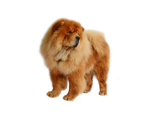 Chines chow chow dog isolated on a white background