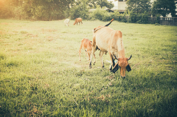 Cow on grass meadow vintage