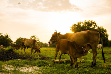 Cow on grass meadow
