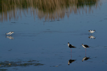 Voegel am Neusiedlersee