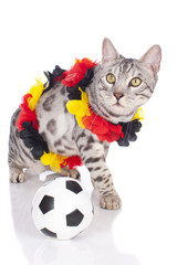 Bengalkatze im Fußballfieber