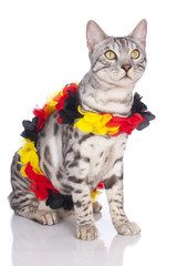 Bengalkatze im Fußballfieber