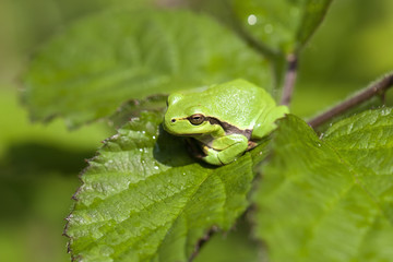 Europäische Laubfrosch - Hyla arborea - Sonnenbad