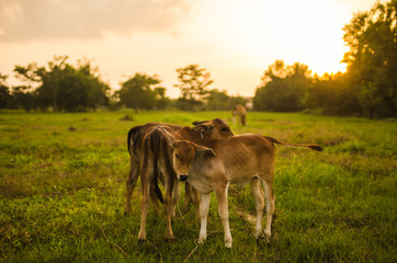 Cow on grass meadow