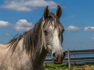 portrait d'étalon gris