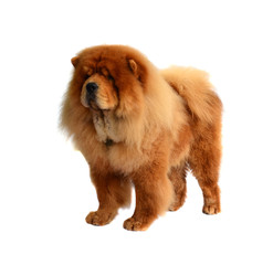 Chines chow chow dog isolated on a white background