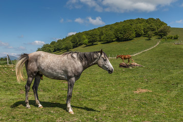 étalon gris