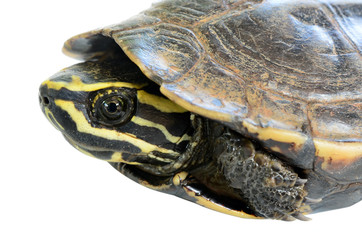 Obraz premium turtle on white background