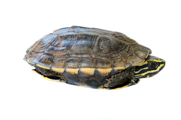 turtle on white background