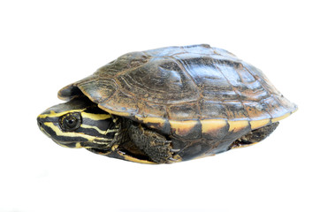 Obraz premium turtle on white background
