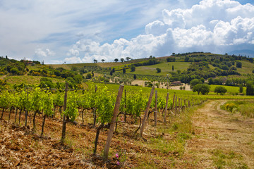 Fototapeta na wymiar Wzgórze Toskanii z winnic