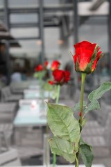 Roses in a row at an outdoor cafe in Paris