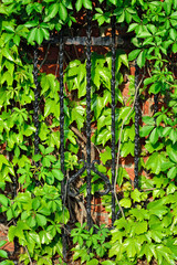 Koenigsberg Cathedral. Fragment of a wall