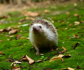 Hedgehog