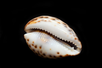 Marine shell. isolated on a black background