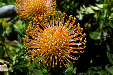 Proteia, schöne Blume